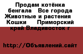 Продам котёнка бенгала - Все города Животные и растения » Кошки   . Приморский край,Владивосток г.